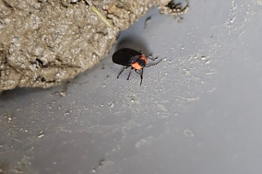 숲 속의 별 이야기